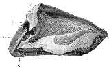 MESIAL SECTION OF A HOOF ILLUSTRATING THE CONDITIONS FOLLOWING UPON CORONITIS.