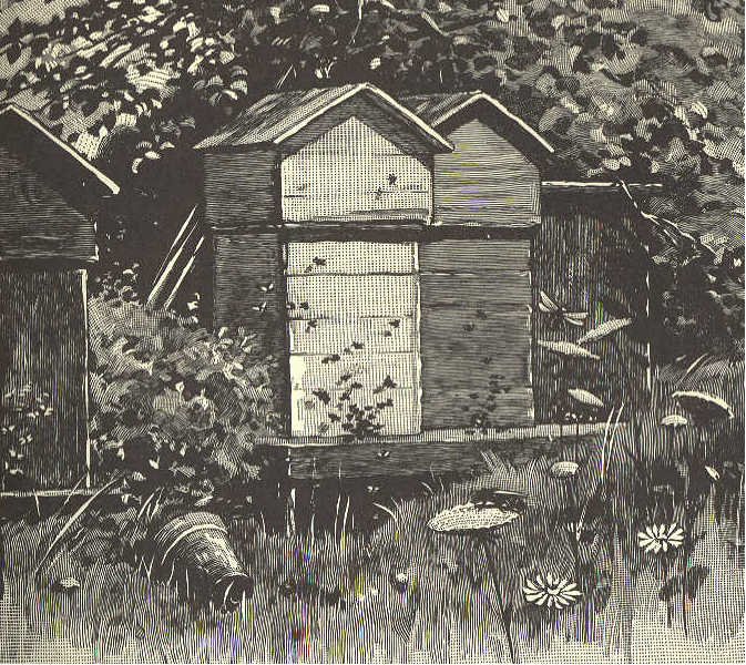 Three bee-hives; wooden boxes about two feet square and four feet high, with a sloped roof.