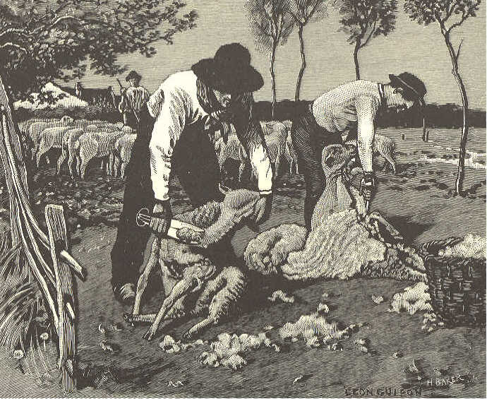 Two men shearing sheep.