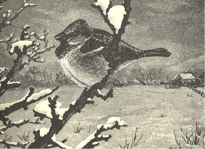 Sparrow perched on snow-covered branch.