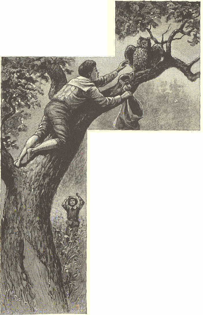 Boy catching owl in tree.