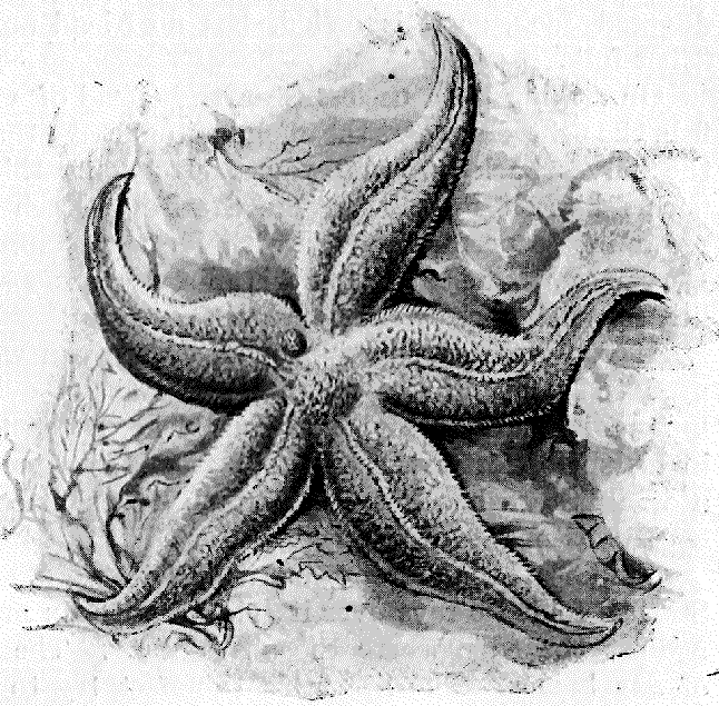 COMMON FIVE-FINGERED STARFISH.