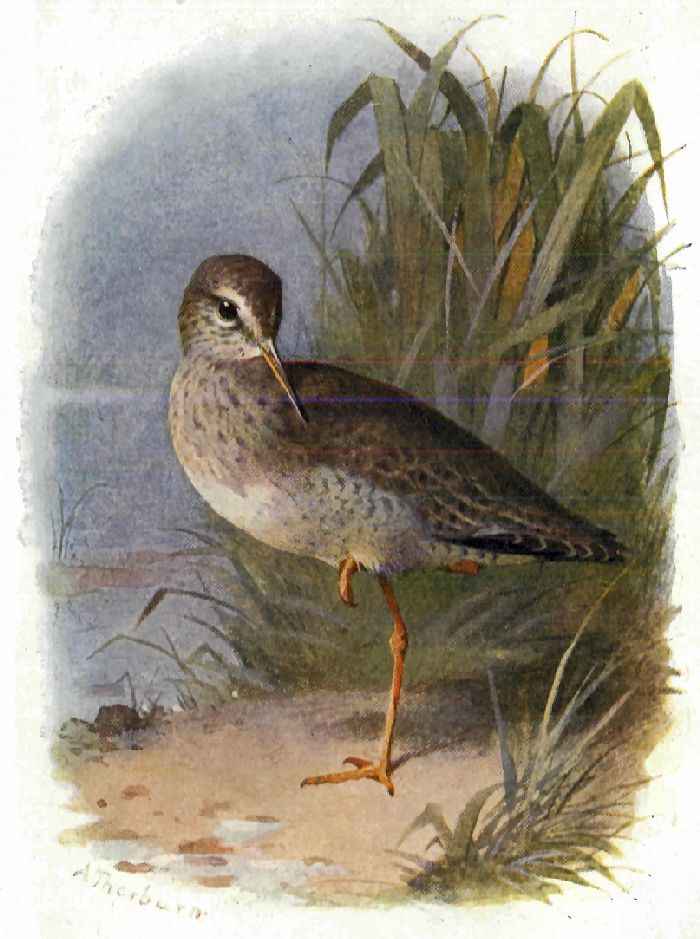 THE REDSHANK.