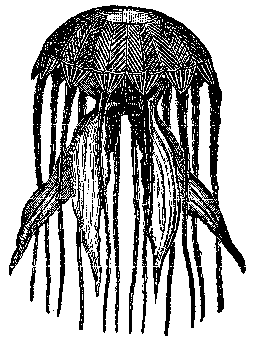 MEDUSA.