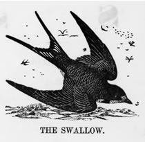 THE SWALLOW