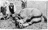 PHOTOGRAPH ILLUSTRATING METHOD OF ADJUSTING THE SIDE-LINE PREPARATORY TO FIXING THE HIND-LEG UPON THE FORE.