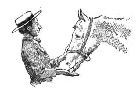 Man Feeding Horse

