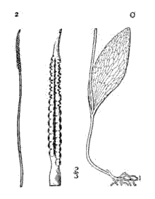 Adder's Tongue. Ophioglossum