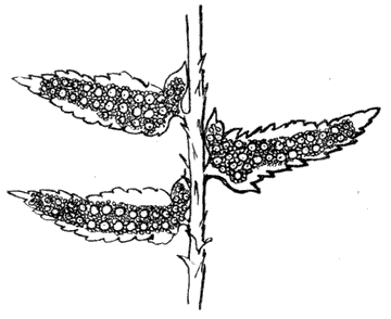 Shield Ferns. Polystichum
