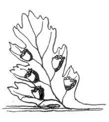 Bladder Ferns. Cystopteris