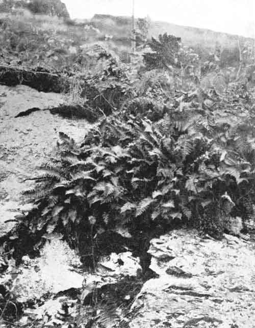 Common Polypody. Polypodium vulgare