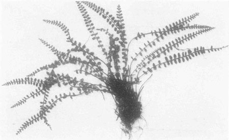 Maidenhair Spleenwort