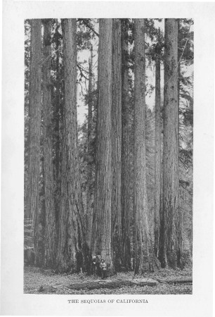 The Sequoias of California