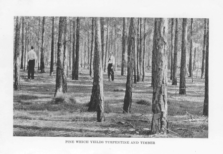 Pine Which Yields Turpentine and Timber