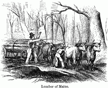 Oxen pulling a wagon full of lumber with their two handlers.