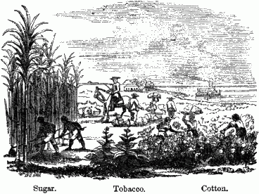 Sugar. Tobacco. Cotton. Many workers in sugar, tobacco, and cotton fields.