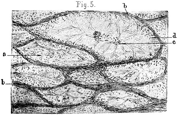 FIG. 5.—Boghead from New South Wales, X500.
