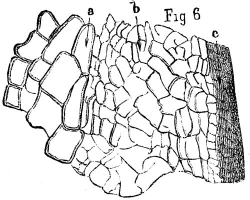 FIG. 6.—<i>Arthropitus gallica</i>, St. Etienne; transverse section, X200.