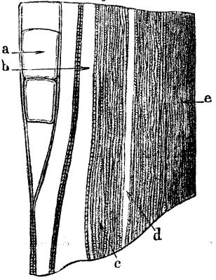 FIG. 7.—<i>Arthropitus gallica</i>, St. Etienne; tangential longitudinal section.