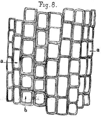 FIG. 8.—<i>Arthropitus gallica</i>, St. Etienne; transverse section through the carbonized part.