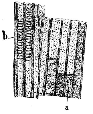 FIG. 10.—<i>Calamodendron,</i> fragment of the vascular portion of the wood carbonized.