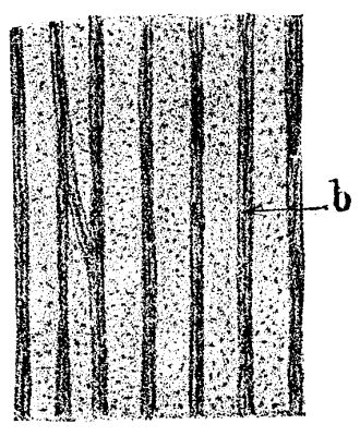 FIG. 11.—<i>Calamodendron,</i> from Autun; prosenchymatous portion of the wood silicified, X200.