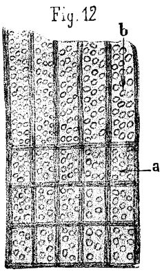 FIG. 12.—<i>Calamodendron,</i> from Autun; vascular portion of the wood silicified.
