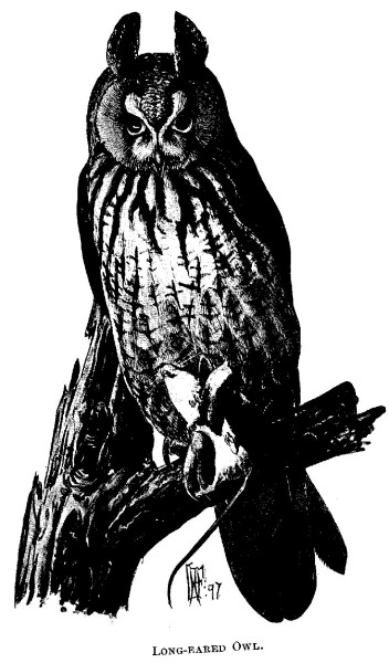 Long-eared Owl.