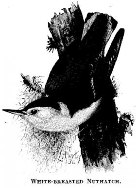 White-breasted Nuthatch. 