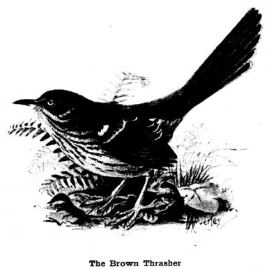 The Brown Thrasher 