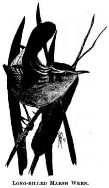 Long-billed Marsh Wren. 
