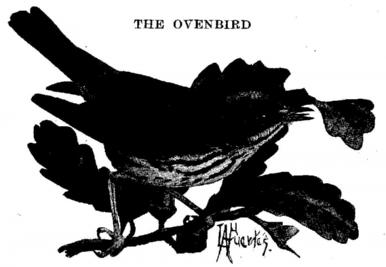 The Ovenbird. 