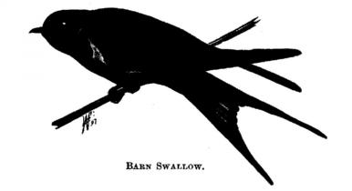Barn Swallow. 
