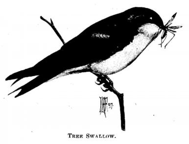Tree Swallow. 