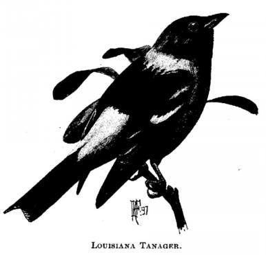 Louisiana Tanager. 