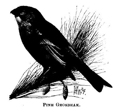 Pine Grosbeak. 