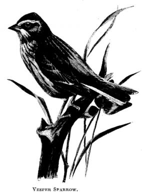Vesper Sparrow. 