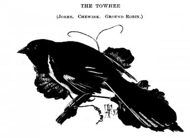 The Towee (joree. Chewink. Ground Robin.) 