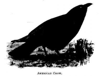 American Crow. 