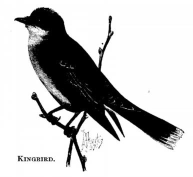 Kingbird. 
