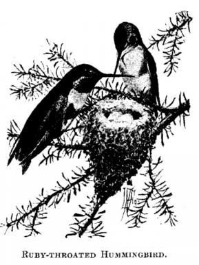Ruby-throated Hummingbird. 