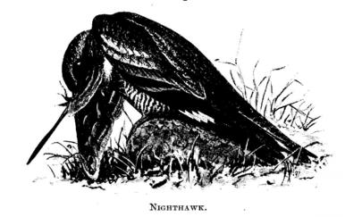 Nighthawk. 