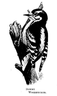 Downy Woodpecker. 