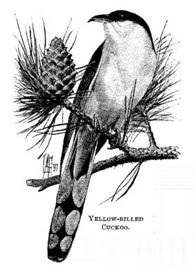Yellow-billed Cuckoo. 