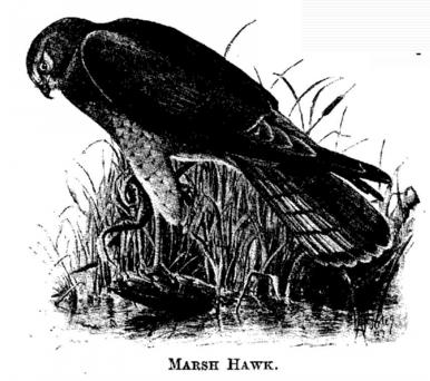 Marsh Hawk. 