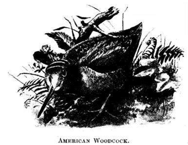 American Woodcock. 