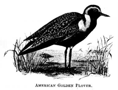 American Golden Plover. 