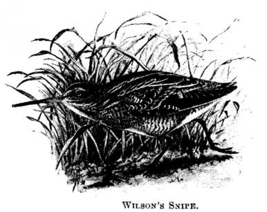 Wilson's Snipe. 