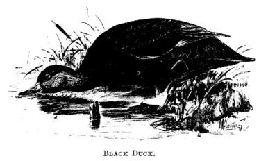 Black Duck. 