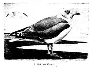 Herring Gull. 